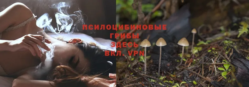 Галлюциногенные грибы Psilocybe  Ак-Довурак 